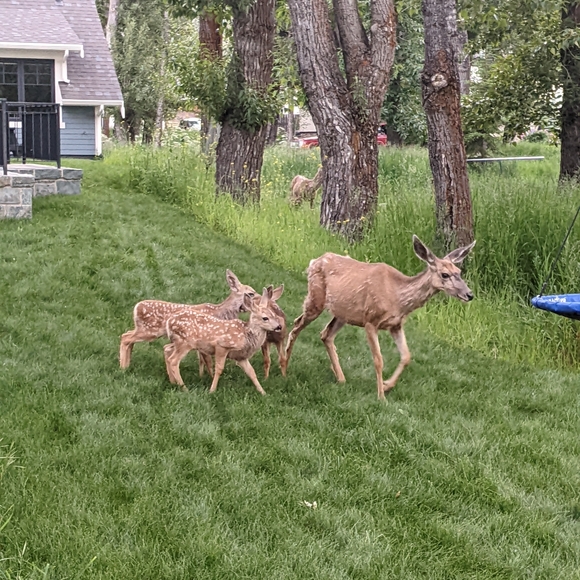 Meet your Posher, Olivia - Picture 1 of 1